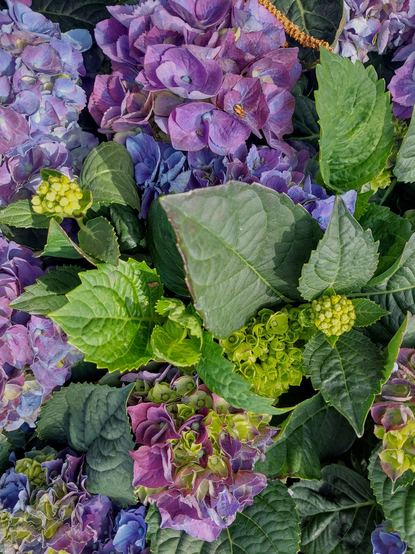 beautiful flowers